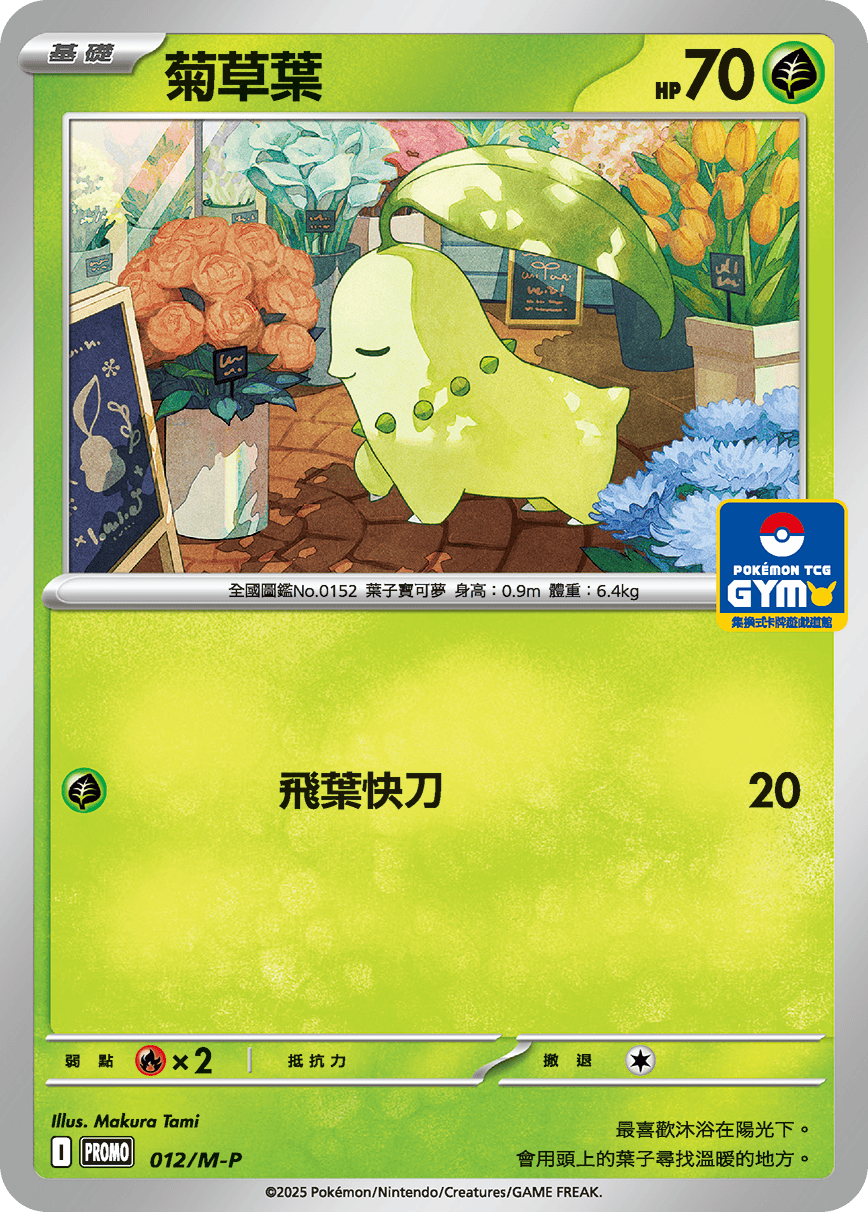 菊草葉
