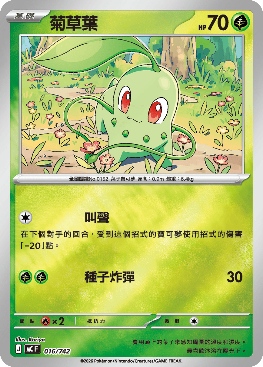 菊草葉